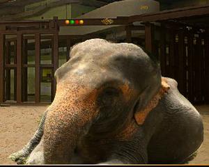 play Escapezone Elephant Escape From Shed
