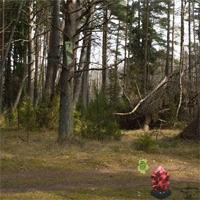 Conifereous-Forest-Escape