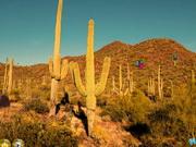 Cactus Desert Camel Rescue