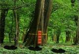 play Cryptic Forest Escape