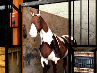 play Stallion Horse Escape