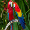 Parrots Jigsaw Puzzle