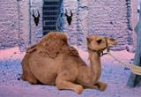 play Escape Game Desert Camel