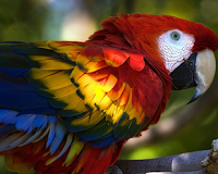 Parrot Swap Escape