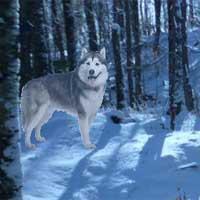 play Alaskan Winter Forest Escape