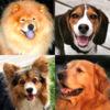Dogs Quiz - Play With Photos Of All Popular Breeds