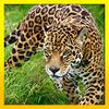 Ultimate Wild Life Jaguar: Simulation