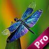 A Dragon Fly In The Garden With Great Skill Pro