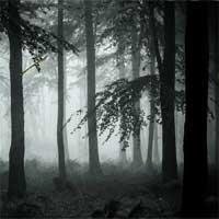 play Mysterious Foggy Forest Escape