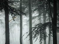 play Mysterious Foggy Forest Escape