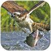 Sea Eagle Survival : Open Water Fish Hunting