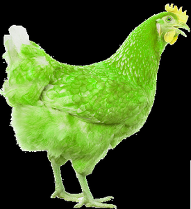 Slime Chicken