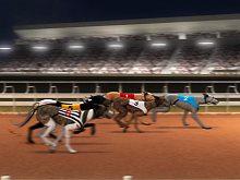 Greyhound Racing