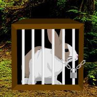 Rain Forest Rabbit Escape
