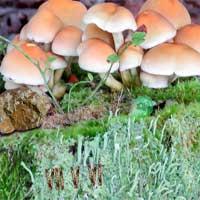 Mysterious Mushroom Forest Escape Escapefan