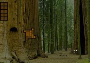 Amazing Redwood Forest Escape