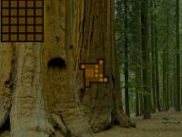 Amazing Redwood Forest Escape