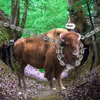 play Escape Game: Save The Country Bull