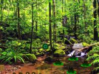 play Wet Evergreen Forest Escape