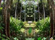 play Amazon Rainforest Escape