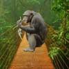 play Freeroomescape Baby Chimp Rescue