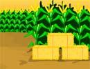Corn Maze