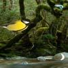 play Wowescape Amazon Birds Forest Escape