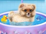 play Pomeranian Puppy Day Care