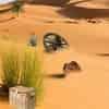 play 5Ngames Can You Escape Desert House 3