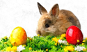 Bunnies And Eggs Escape