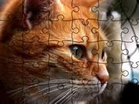 play Jigsaw Puzzle Cats