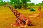 play Escape Game African Zoo