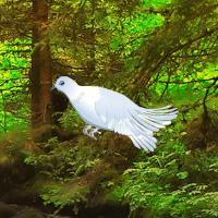 play White Pigeon Forest Escape