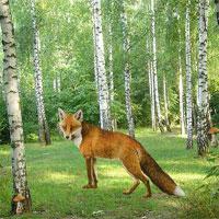 play Enchanted-Fox-Forest-Escape