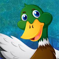 Mallard Duck Rescue