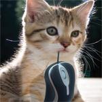 play Cat-And-Mouse