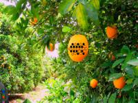 play Orange Tree Farm Escape