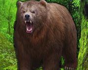 play Beg Grizzly Bear Forest Escape