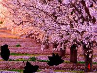 play Cherry Blossom Forest Escape