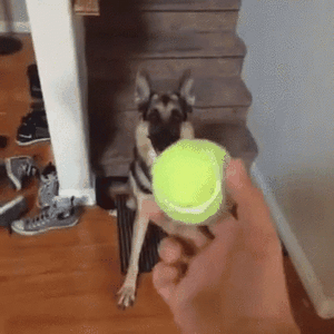 play Duke Do You Want The Ball?