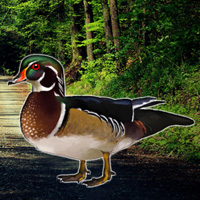 play Forest Wood Duck Rescue