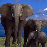 Wild-Elephants-Find-The-Spot