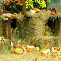 play Pumpkins-Garden-Hidden-Target