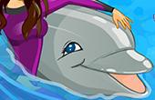 play My Dolphin Show