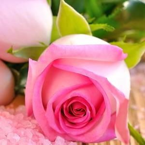 play Pink Roses Puzzle