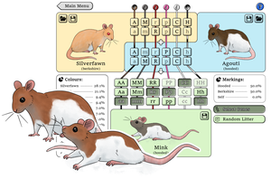 play Nz Rat Colour Genetics