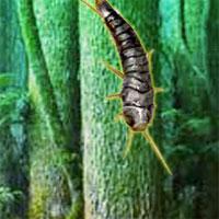play Silverfish Forest Escape