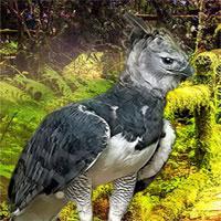 Rescue The Harpy Eagle