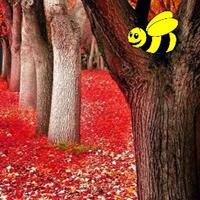 play Beg Autumn Fall Forest Escape