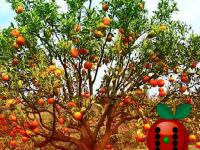 play Apple Tree Farm Escape